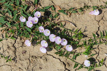Field bindweed or Convolvulus arvensis European bindweed Creeping Jenny Possession vine herbaceous...
