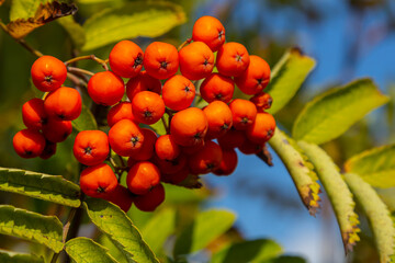 A bunch of red rowan berries on a tree