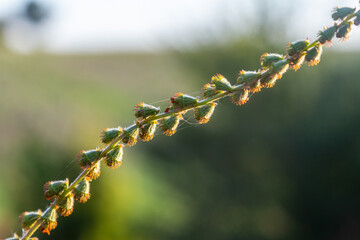 Common agrimony seeds, Latin name Agrimonia eupatoria