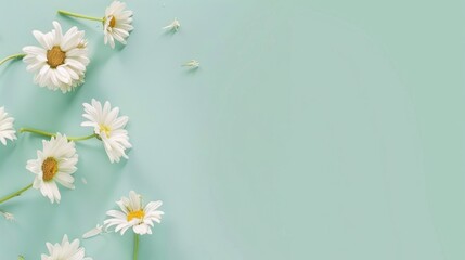 Top view of white daisies scattered gracefully on a clean, soft mint green table, providing plenty of space for additional elements.