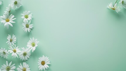 Top view of white daisies scattered gracefully on a clean, soft mint green table, providing plenty of space for additional elements.
