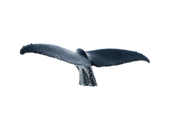 A whale tail flops out of the water , isolated on white background PNG 