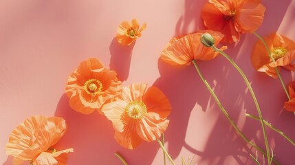Vibrant orange poppies arranged neatly on a soft coral table, complemented by intricate, artistic lines.