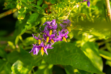 Bittersweet nightshade Solanum dulcamara flowers and buds with leaves. Place for text