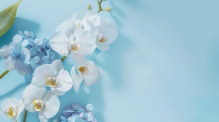 White Orchids and blue Hydrangeas on a clean sky blue background, highlighting elegance and serenity from above.