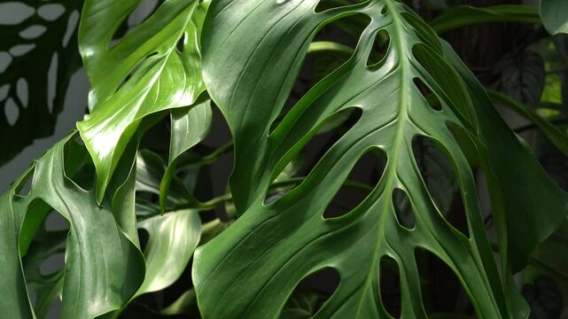 tilt up to Monstera accacoyaguensis leaves, mature leaves, indoor plants, tropical garden