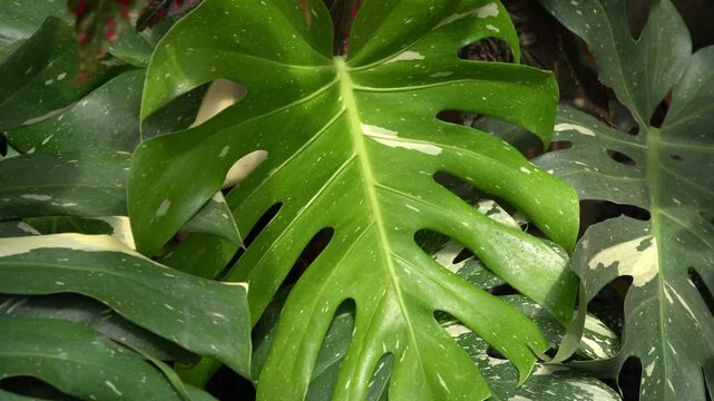 close up of Monstera Thai constellation leaves, big tropical plants, indoor garden, variegated plants