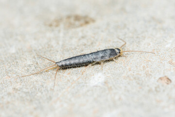 Silverfish insect crawling on a textured surface © Pawich Sattalerd