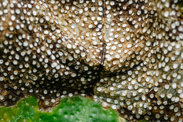Begonia pustulata leaf showing its characteristic white pustules creating a dotted pattern