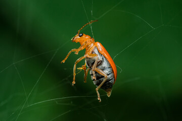 Aulacophora foveicollis trapped in spider web on green background
