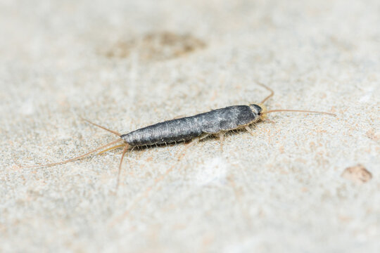 Silverfish insect crawling on a textured surface