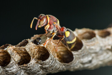 Potter wasp building nest with larvae and eggs inside