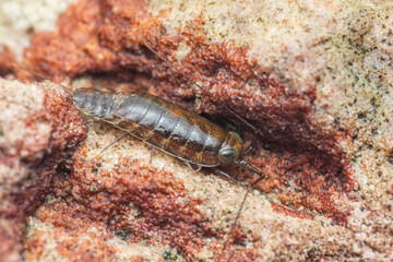 Sea slater crawling on red rock in intertidal zone