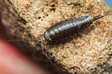 Close-up of a woodlouse on a rough surface