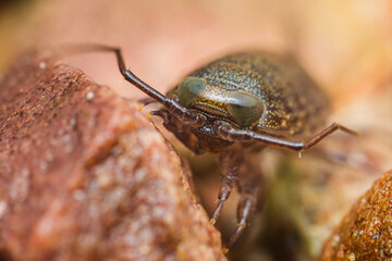 Close-up view of a camouflaged insect on rocks