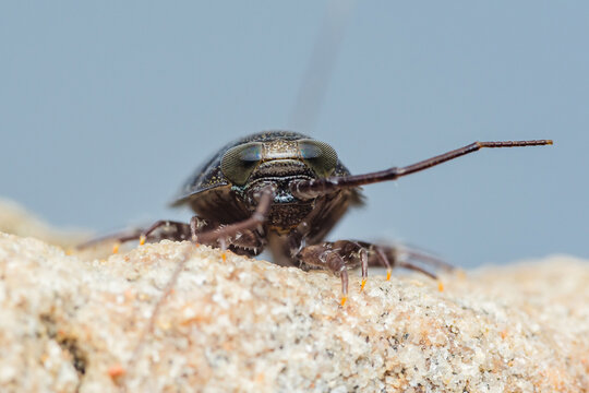 Naucoridae creeping on a rock with blue background