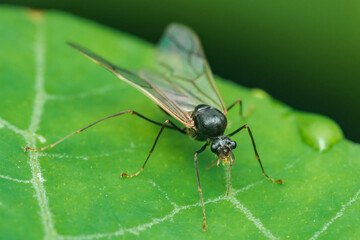 Winged male ant exploring green leaf in nature close-up