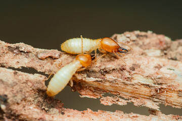 Termites are destroying wood piece: insect pests in close-up