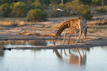 giraffe drinking water