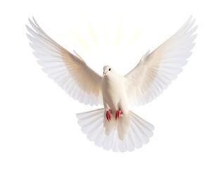 Obraz premium White bird in flight with spread wings and yellow glow isolated on white background symbolizing peace freedom and spirituality