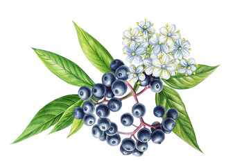 Watercolor illustration of black elderberry with blooming white flowers and leaves, hand painted botanical set