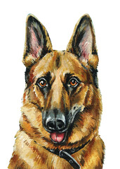 german shepherd dog portrait painting isolated on white background detailed pet animal face acrylic artwork closeup
