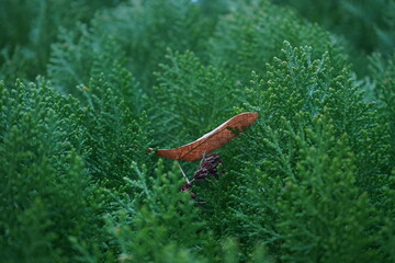 Cedar, Atlantic white cedar, Atlantic white cypress, southern white cedar, whitecedar, or false-cypress(Chamaecyparis thyoides) 