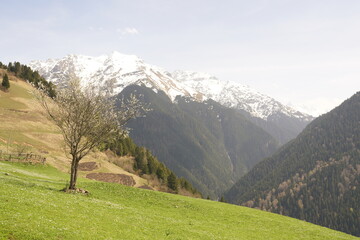Panoramic summer mountain landscape with green grass and trees, under a blue sky with clouds