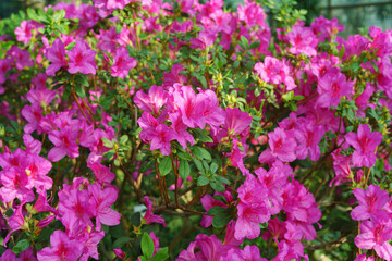 Blooming pink japan Azalea Ericaceae flowers, rhododendron flower macro, background. Evergreen decorative plant outdoor or in orangery in botanical garden. Gardeining, plant breeding