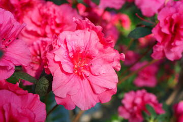 Blooming pink japan Azalea Ericaceae flowers, rhododendron flower macro, background. Evergreen decorative plant outdoor or in orangery in botanical garden. Gardeining, plant breeding