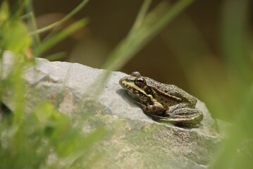 A frog rests on a stone by the water