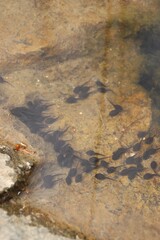 A flock of tadpoles is at the water's edge