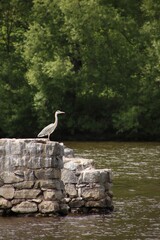 A heron stands on stones at summer