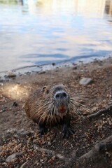 A cute nutria sniffs around by the river.