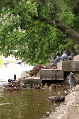 There is a flock of pigeons, ducklings and nutria by the river.