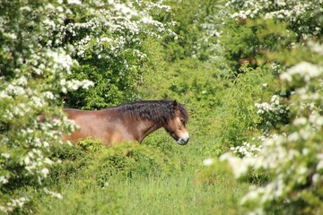 The brown horse is in the middle of flowering bushes.