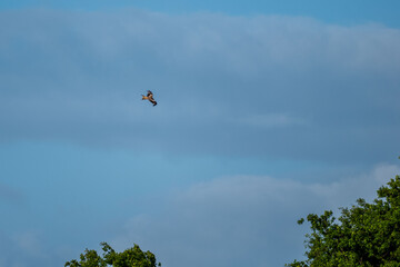 Red Kite Soaring Over Tree Canopy Under Blue Sky
