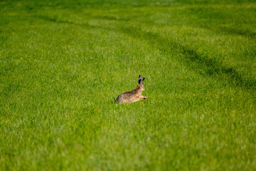 Wild Hare jumping in a Green Meadow