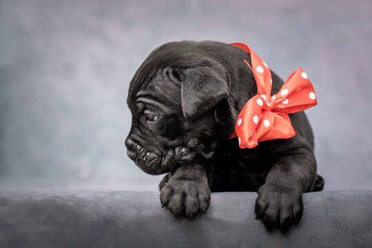 A small black Cane Corso puppy with a red bow. Puppy on a gray background