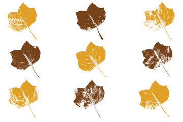 Natural  tulip tree leaves imprint, Grunge style, Vector, Isolated, Decorative elements for design	