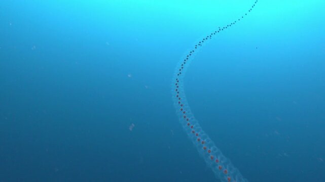 Large salp salpidae - Mediterranean Sea underwater life