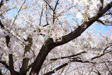青空の下に咲くピンク色の綺麗な桜の花。