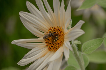 Obraz premium Bee on sunflower white