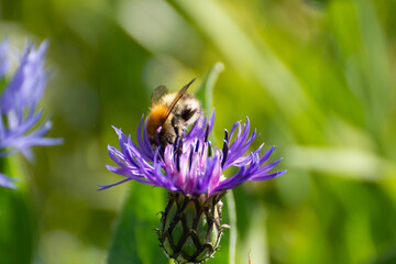 Wildbiene auf Kornblume