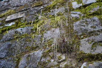 Wheat grass(Triticum aestivum), Couch grass, Siberian Wild Rye (Elymus sibiricus)