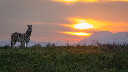 zebra at sunset