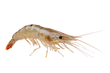 Fresh raw shrimp or prawn on a transparent background vector, ready to be cooked for a delicious seafood meal Concept of healthy eating and gourmet cuisine