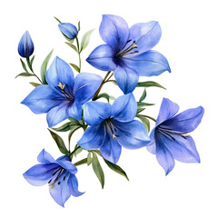 Fototapeta premium Watercolor blue lily flower arrangement isolated on transparent background png cutout