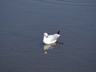 不忍池で泳ぐ鳥