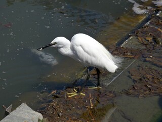 公園で餌を捕まえたサギ